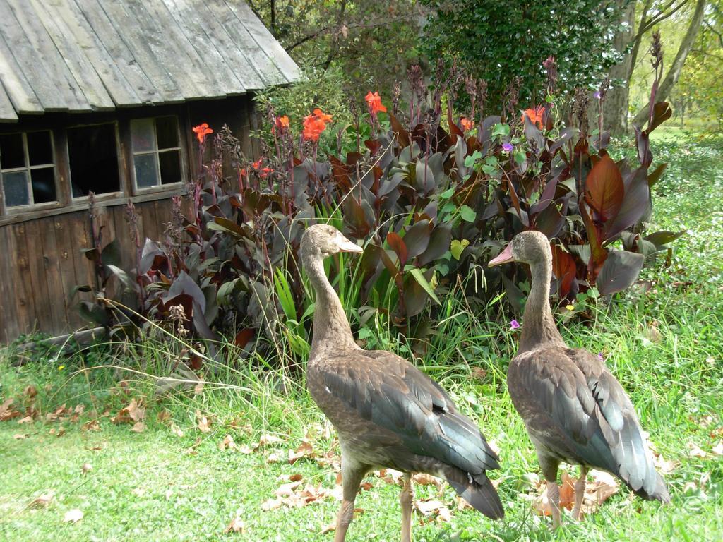 Umzimkulu River Lodge Underberg Eksteriør billede